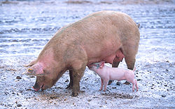 250px-sow_with_piglet1